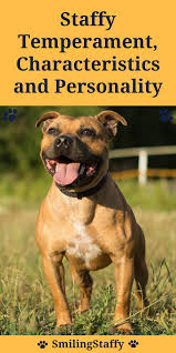 Staffy Temperament Characteristics And Personality Staffordshire Bull Terrier Bull Terrier Cute Funny Animals