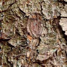 Die trockenheit des vergangenen jahres habe vor allem nadelholzbestände so stark geschwächt, dass die borkenkäfer nun leichtes spiel hätten und zunehmend massive schäden in den wäldern verursachten. Borkenkaferbefall An Der Fichte Im Eigenen Garten Baumpflegeportal