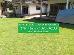 Rumput juga dapat merusak bangunan dan menjadikannya terlihat kotor sehingga tampak sayangnya, pertumbuhan rumput liar ini sangat cepat. Harga Rumput Manila Di Jogja Tlp 62 857 3259 0133 Terlengkap Supplier Rumput Jepang Tlp 62 857 3259 0133 Sentra