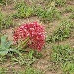 Image result for Ammocharis tinneana