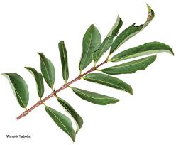 Image result for Strychnos cocculoides