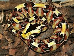 Apr 19, 2014 · gaboon viper. Gaboon X Rhino Viper Hybrid Gaboon Viper Viper Reptiles