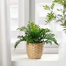 Paku language (indonesia), an endangered language of borneo. Fejka Tumbuhan Tiruan Berpasu Dalam Luar Pokok Paku Pakis Polypodium 9 Cm Ikea