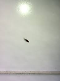 We did not find results for: Tiny Beetles In House Denverfasr