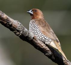 Image result for Millettia makondensis