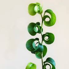 Image result for Ficus benjamina