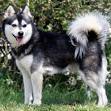 Alaskan Klee Kais for Sale | Dogs on Oodle Classifieds