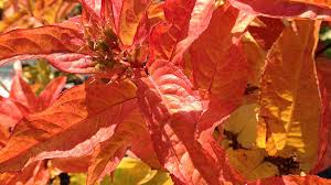 Часто служит живой изгородью в садах и парках. For Bright Fall Foliage Plant Kodiak Orange Diervilla Horticulture