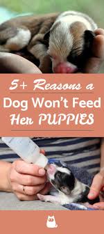So my son is turning 1 this coming sunday! My Dog Won T Feed Her Puppies Causes And What To Do Newborn And Dog Newborn Puppy Care Weaning Puppies