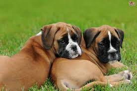 How To Buy A Boxer Dog Puppy From A Breeder Pets4homes Boxer Dog Puppy Boxer Dogs Boxer Puppies