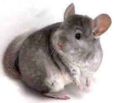 Check spelling or type a new query. Oh How I Want To Care For A Few Chinchillas Animals Small Pets Pets