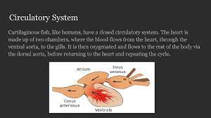 All four chambers of the heart responded. Scientific Name Chondrichthyes Ppt Download