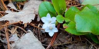 Image result for Aeollanthus repens