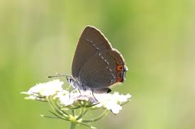 Image result for Satyrium compactum