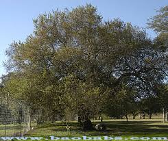 Image result for Acacia tenuispina