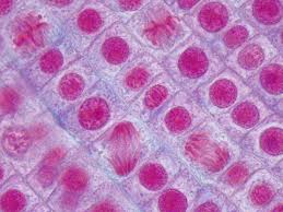 After completing the cycle, the cell either starts the process again from g1 or exits the cycle through g0. Interphase Stock Photos And Royalty Free Images Vectors And Illustrations Adobe Stock