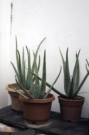 Jetzt auf quoka.de in akuellen angeboten aus deiner stadt stöbern oder selbst kostenlos inserieren. Aloe Vera Echte Aloe So Pflegst Du Die Heilpflanze Richtig Freudengarten