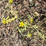 Image result for Cucumis ficifolius