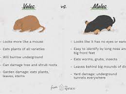 An orphaned vole can be fed the same. Repel Voles From Your Garden With These 10 Plants