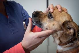 What is the life expectancy of lung cancer? answered by dr. Tonsil Cancer Squamous Cell Carcinoma In Dogs Symptoms Causes Diagnosis Treatment Recovery Management Cost