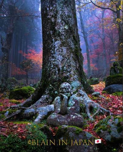 Mt. Fuji Maple Leaves Autumn Photo Tour - The Sea of Trees, Hamadryad,  Makiawisug - PART 1 - JAPAN DREAMSCAPES