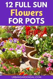 Maybe you would like to learn more about one of these? 12 Container Flowers For Full Sun Potted Plants Full Sun Potted Plants Patio Full Sun Flowers