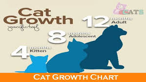 Cat Growth Chart And The Growth Of Cats