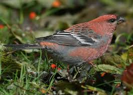 Anyone birding in michigan won't want to miss these 30 top birds of the great lake state, from warblers to ducks to raptors and more. Backyard Bird Identification Sparrows And Finches