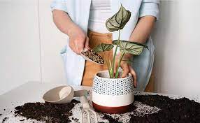 We did not find results for: How To Grow Flowers At Home Without Seeds