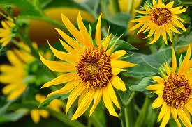 Planting cucumber in your garden. The Best Companion Plants For Cucumbers In The Garden