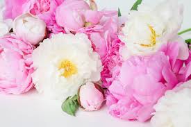 Download this free japanese peony flower wallpaper in high resolution and use it to brighten your pc desktop, ipad, iphone, android, tablet and every other display. Peony Wallpapers Top Free Peony Backgrounds Wallpaperaccess