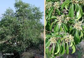 Image result for Heteropyxis natalensis