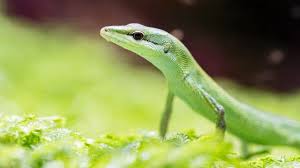 Natürlich ersetzen spiele für zuhause. Zoo Eines Der Seltensten Zoo Tiere Hat In Basel Ein Neues Zuhause Gefunden