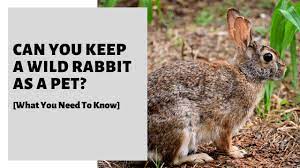 Can You Keep A Wild Rabbit As A Pet What You Need To Know