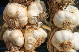 This should be around late july or early august. Garlic Planting Growing And Harvesting Garlic Bulbs The Old Farmer S Almanac