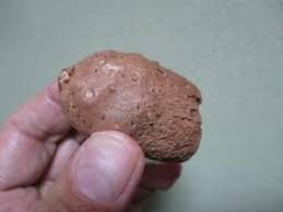 Image result for Eriospermum porphyrium