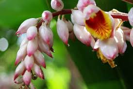 Cardamom Flower Cardamom Plant Beautiful Flowers Planting Flowers