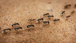 Below is the updated list of codes. How We Trained Ants Using Reinforcement Learning Towards Data Science