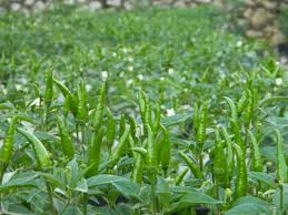 Capsicum terdapat dua varieti utama cili padi yang biasa ditanam di malaysia secara komersil iaitu cili padi bara dan cili padi centil. Pembekal Cili Padi Muar Dan Ledang Johor Posts Facebook