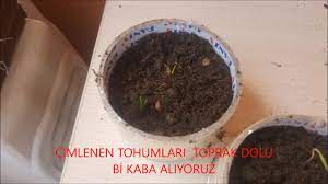 Kompozisyon, proteinleri, amino asitleri, yağları ve bir vitamin kompleksi içerir. Cam Agaci Tohumu Cimlendirme Youtube