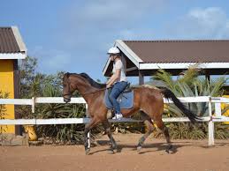 Protect your horse for riding, racing and showing for as little as $25/month. Horseback Riding Lessons Rancho Washikemba Rancho Washikemba Horse Ranch Bonaire