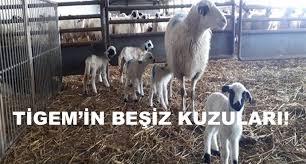 Tigem In Besiz Kuzulari
