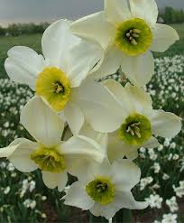 Narcissus Sinopel Small Cupped Narcissi Narcissi Flower Bulb Index Bulb Flowers Narcissus Flower Narcissus