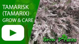 Flower color is pink and blooms in fall, spring, summer. Tamarisk Tree For Sale Grow Plants