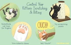 May 01, 2021 · every cat owner can relate to this scratching habit of their cats. How To Keep A Cat From Scratching The Carpet Under Your Door