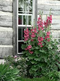 Hollyhock Shed Cottage Garden Beautiful Flowers Plants