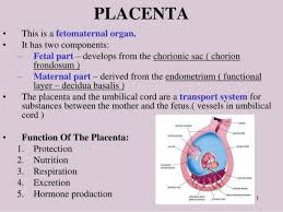 Placental Circulation