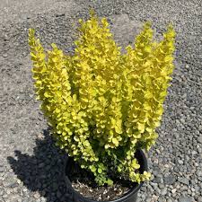 Image result for Thunbergia laborans