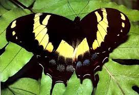 23 Sorprendentes Y Bellas Mariposas En Peligro De Extincion Especies De Mariposas Fotos De Mariposas Mariposas Bonitas