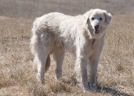 Briard, komondor and the bergamasco shepherd are some of the large breeds with lengthy coats. 37 Best White Dog Breeds Small Fluffy Big White Dogs